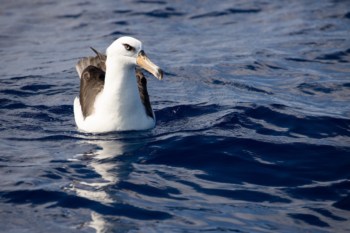albatros černobrvý (ssp. impavida) - ML325474841