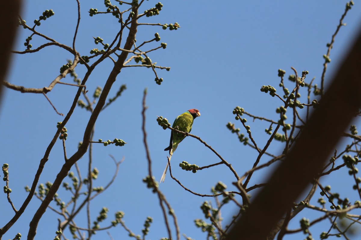 Plum-headed Parakeet - ML325474961