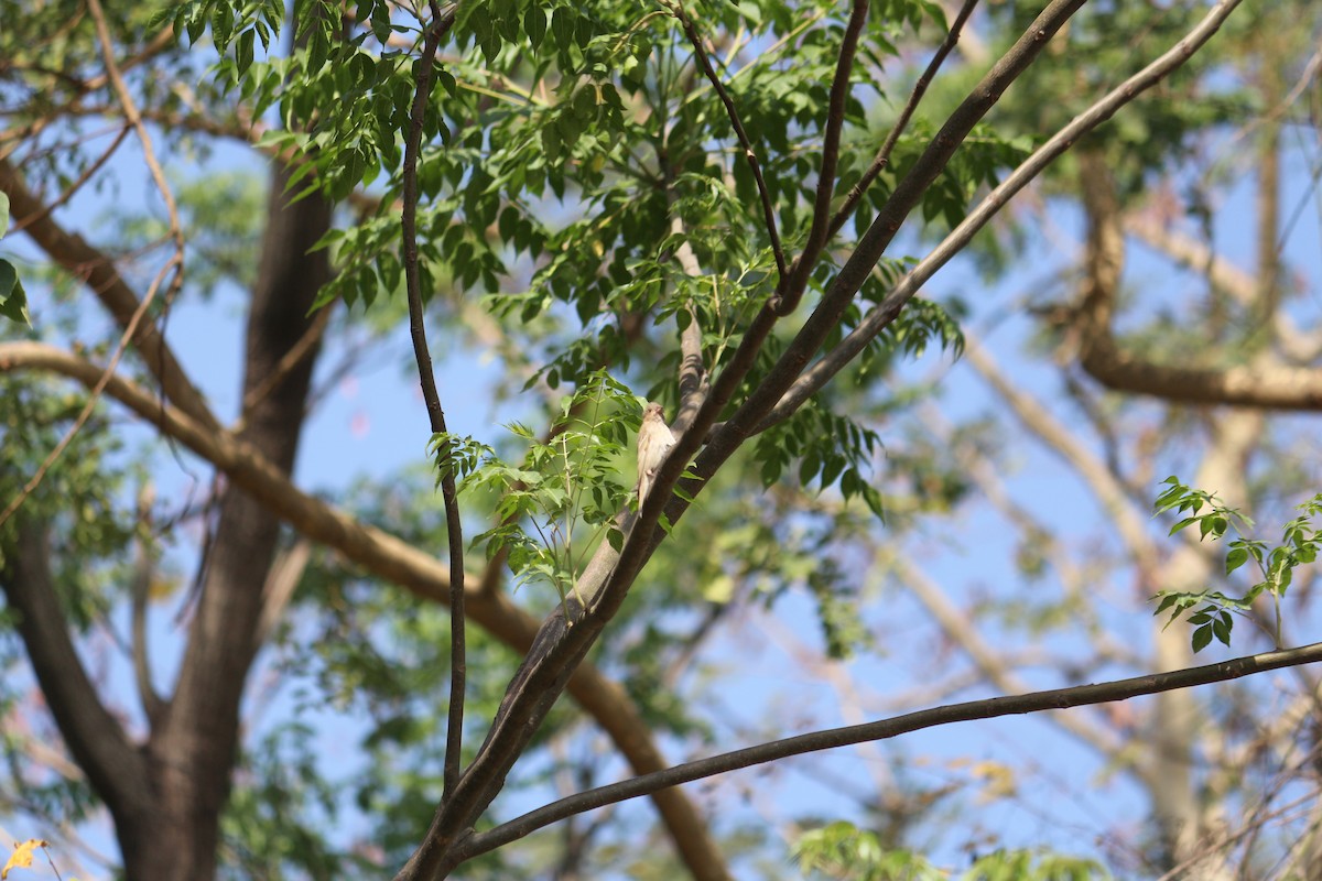 Common Rosefinch - ML325475061