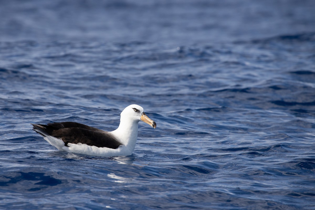 Black-browed Albatross (Campbell) - Dan Burgin