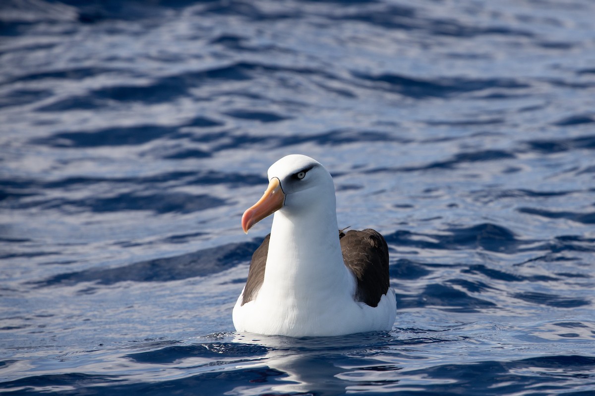 albatros černobrvý (ssp. impavida) - ML325475581