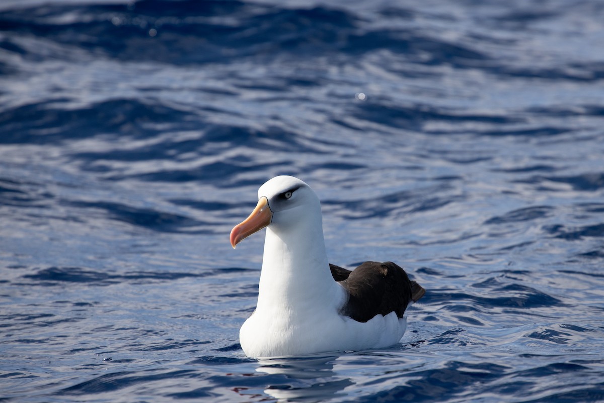 Black-browed Albatross (Campbell) - Dan Burgin