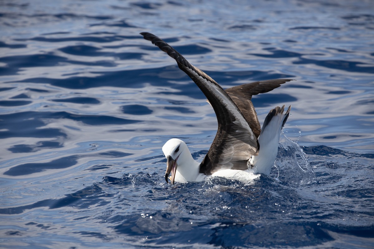 Black-browed Albatross (Black-browed) - Dan Burgin