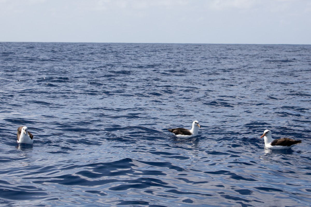 Black-browed Albatross (Campbell) - Dan Burgin