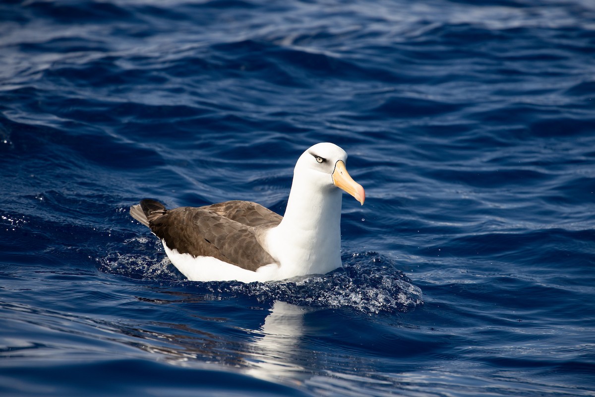 Albatros à sourcils noirs (impavida) - ML325475701