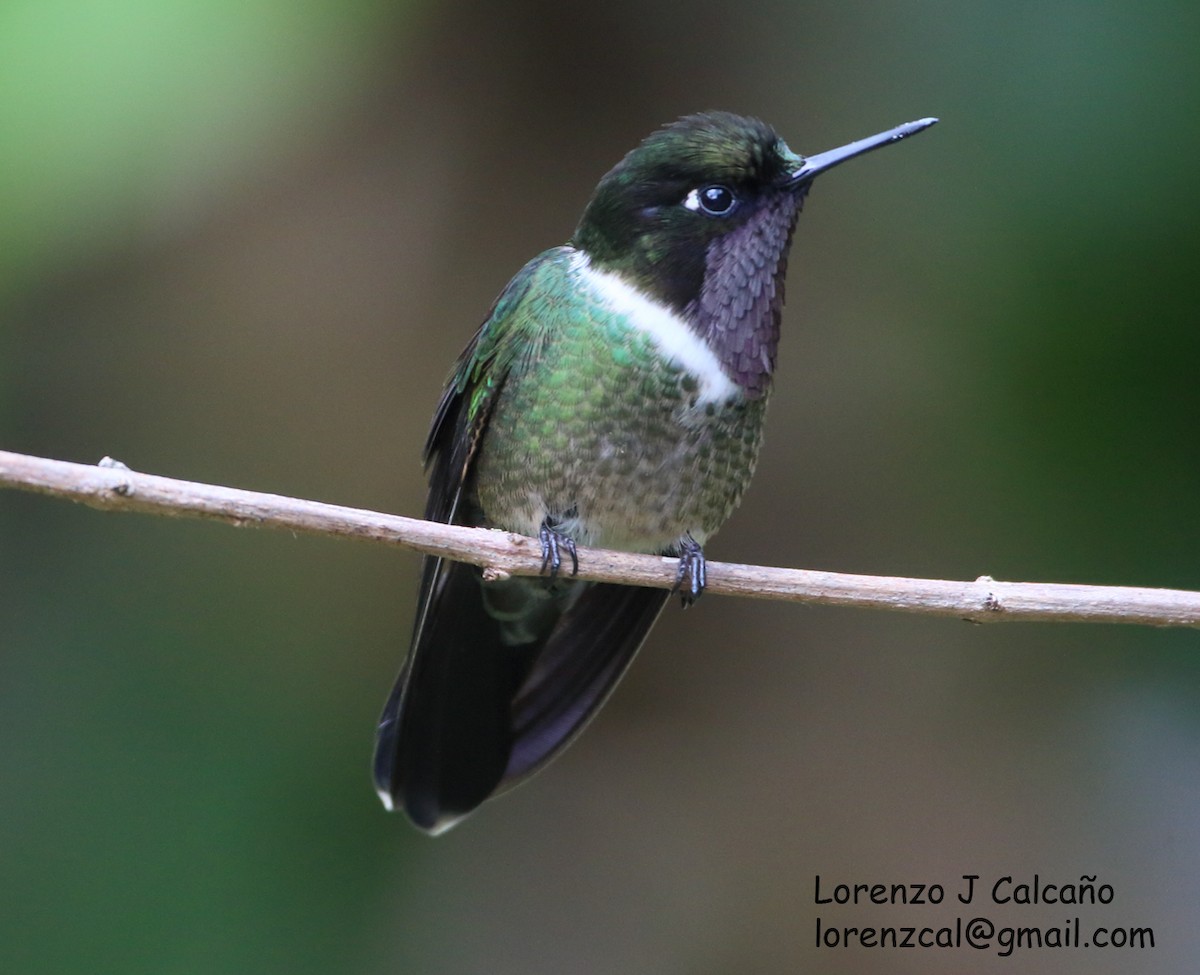 Merida Sunangel - Lorenzo Calcaño