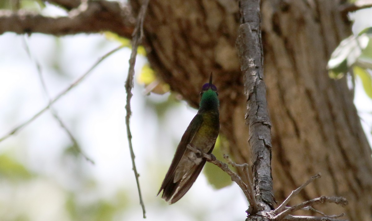 kolibřík skvostný - ML32547781
