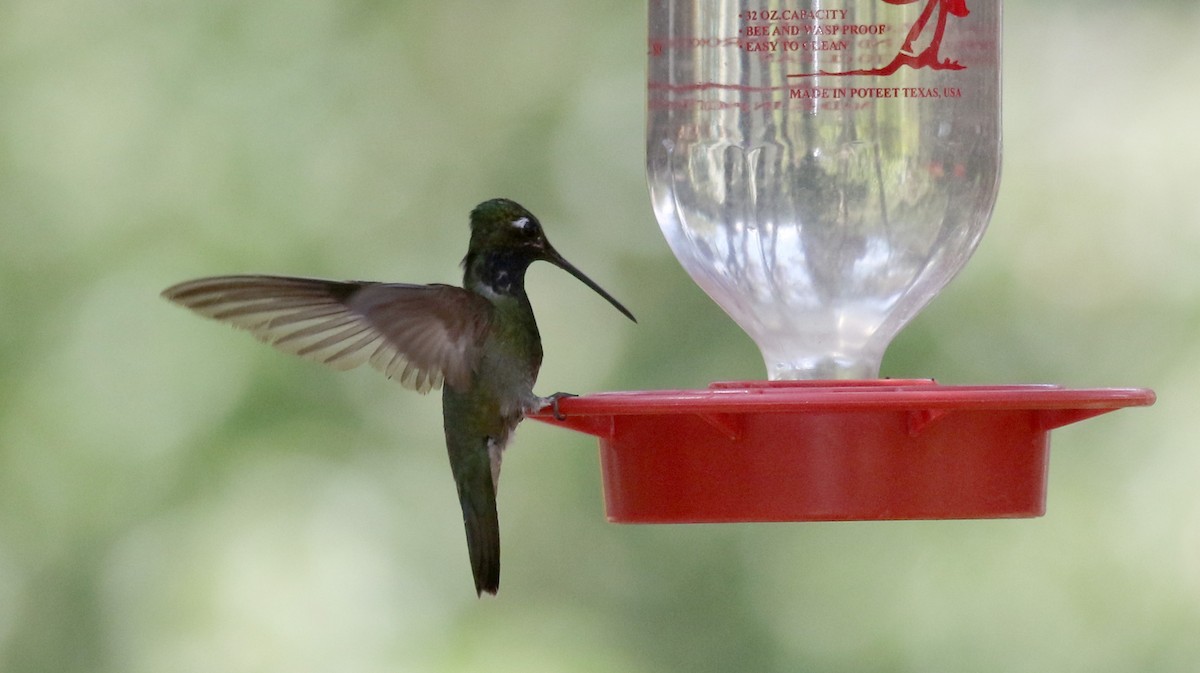 Rivoli's Hummingbird - ML32547791