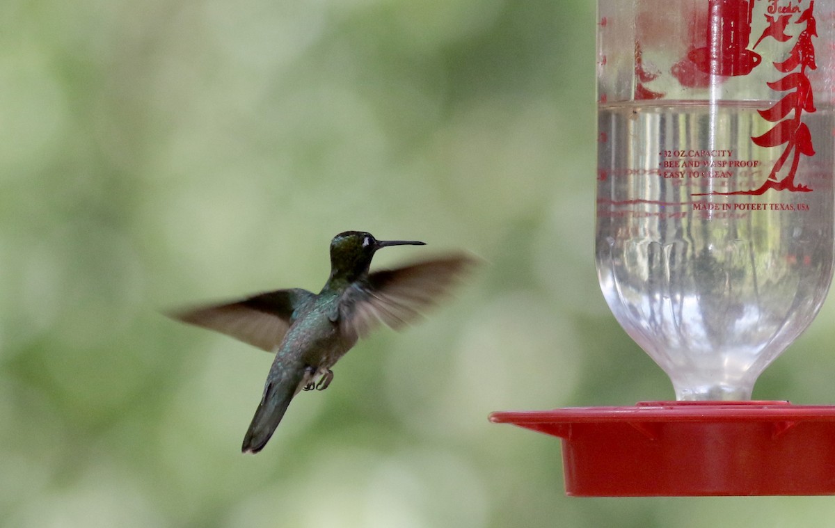 Rivoli's Hummingbird - ML32547801