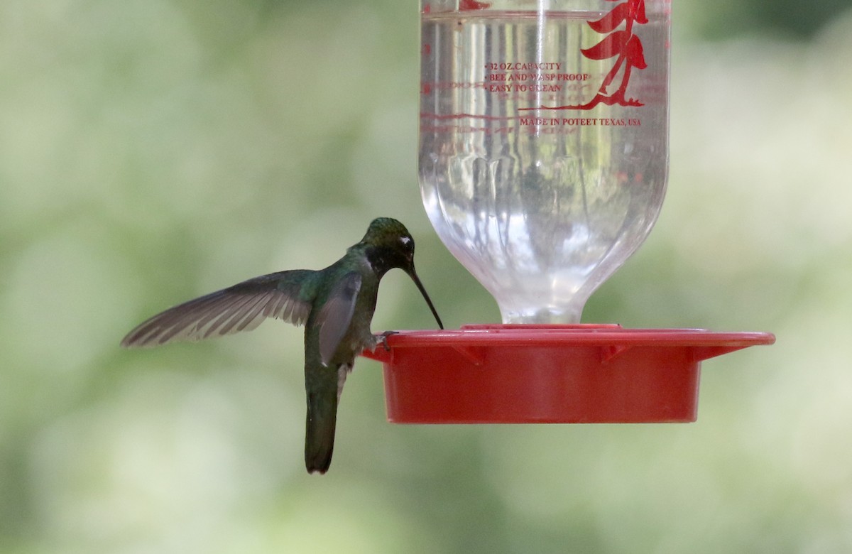 kolibřík skvostný - ML32547811