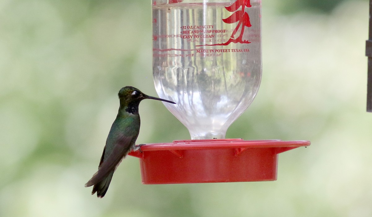 Rivoli's Hummingbird - ML32547831