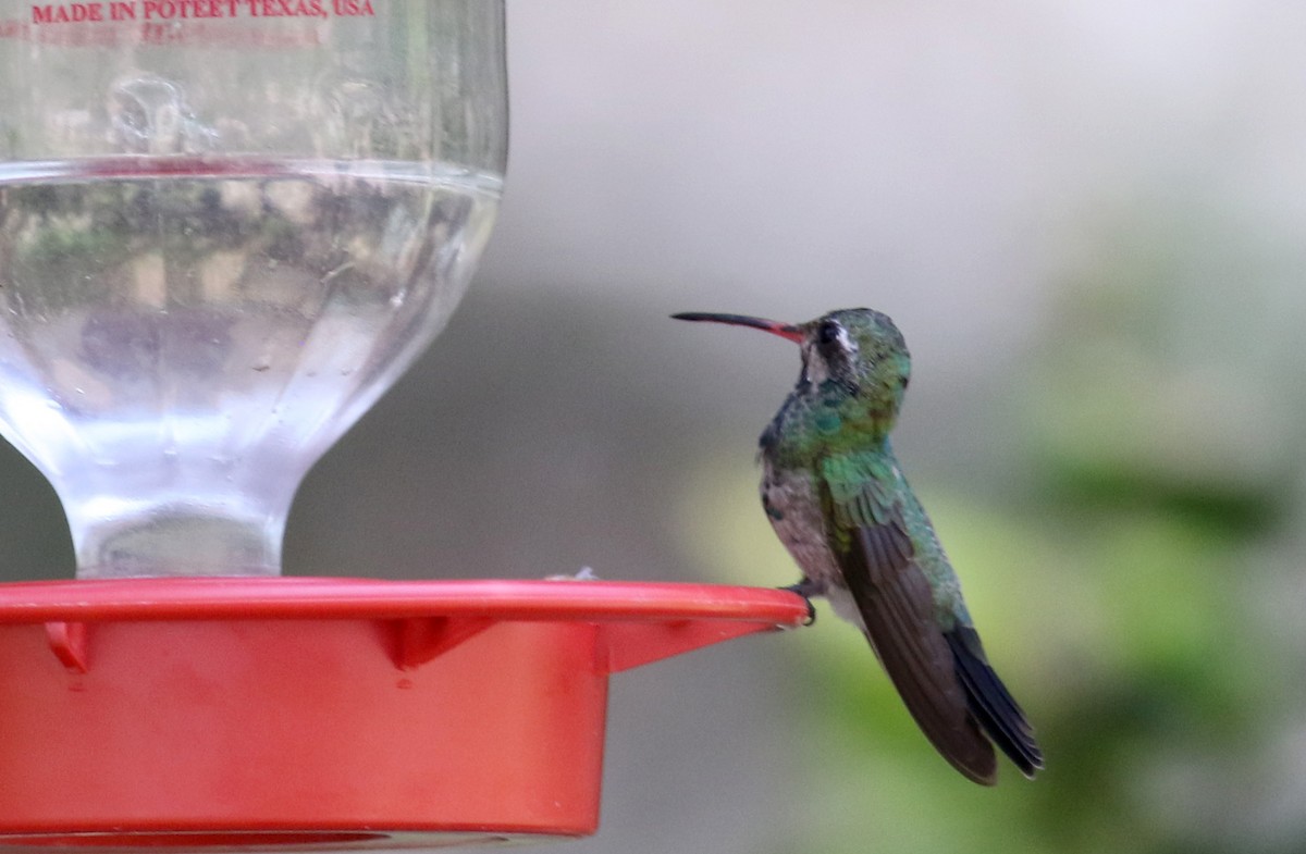 kolibřík širokozobý - ML32547881