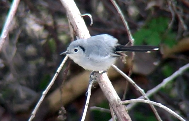 Cuban Gnatcatcher - ML325479241