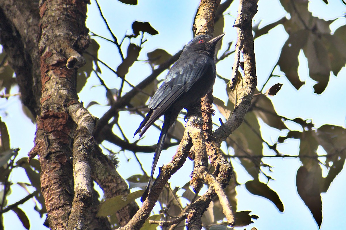 Kül Rengi Drongo - ML325481531