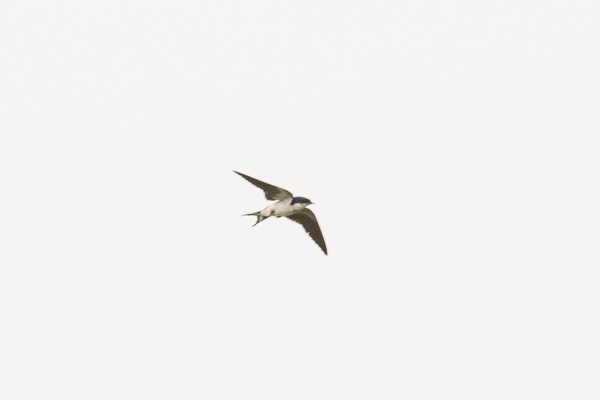 Pied-winged Swallow - Vincent Romera