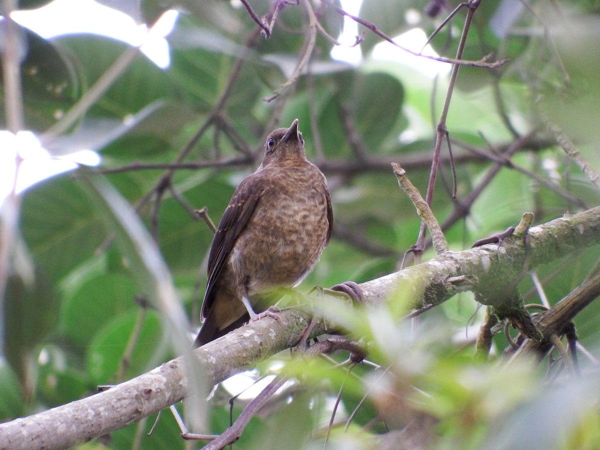 Clay-colored Thrush - Bobby Wilcox