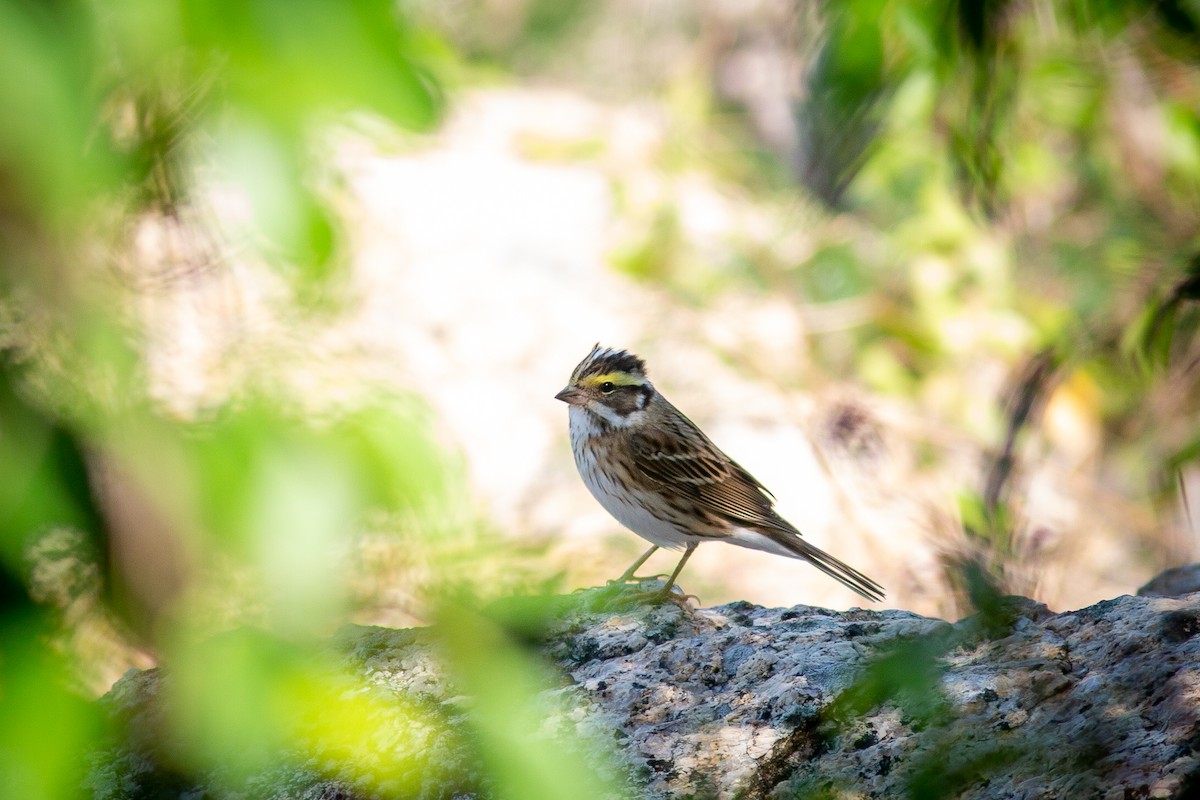 Yellow-browed Bunting - Morten Lisse