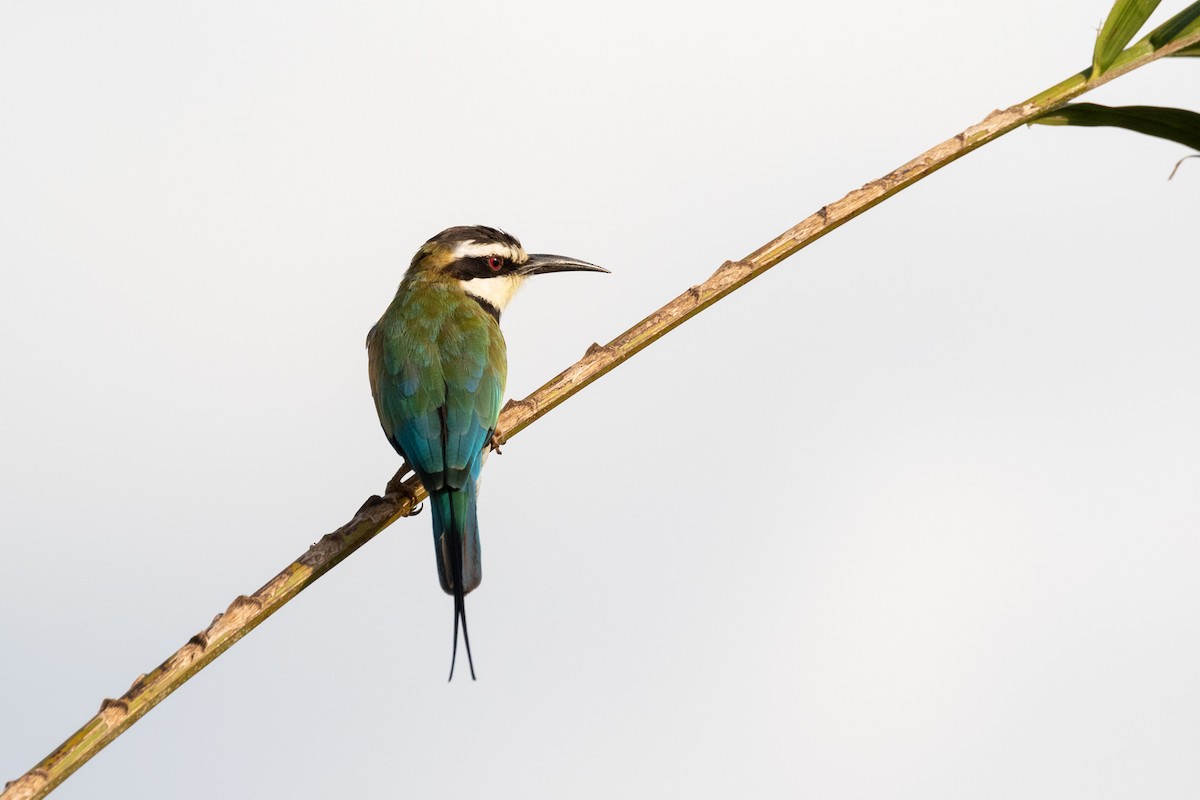 White-throated Bee-eater - ML325487011