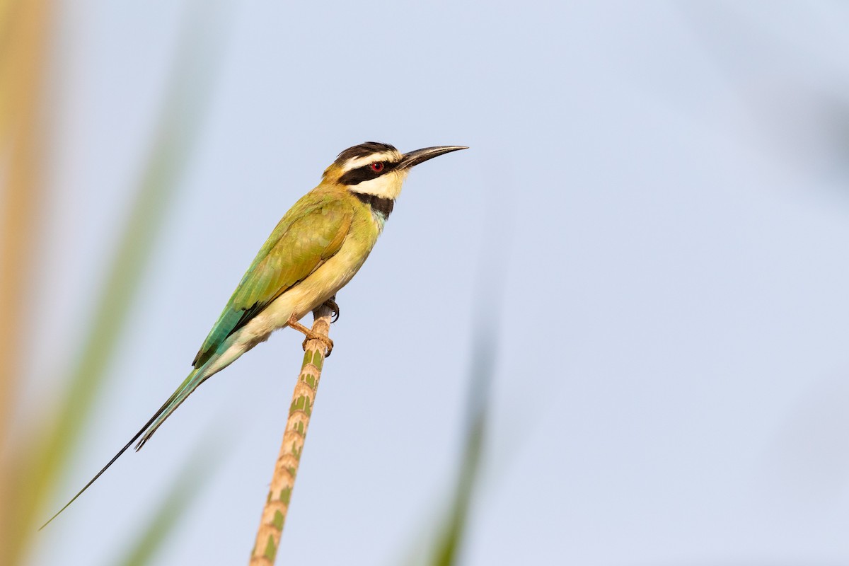 White-throated Bee-eater - Vincent Romera