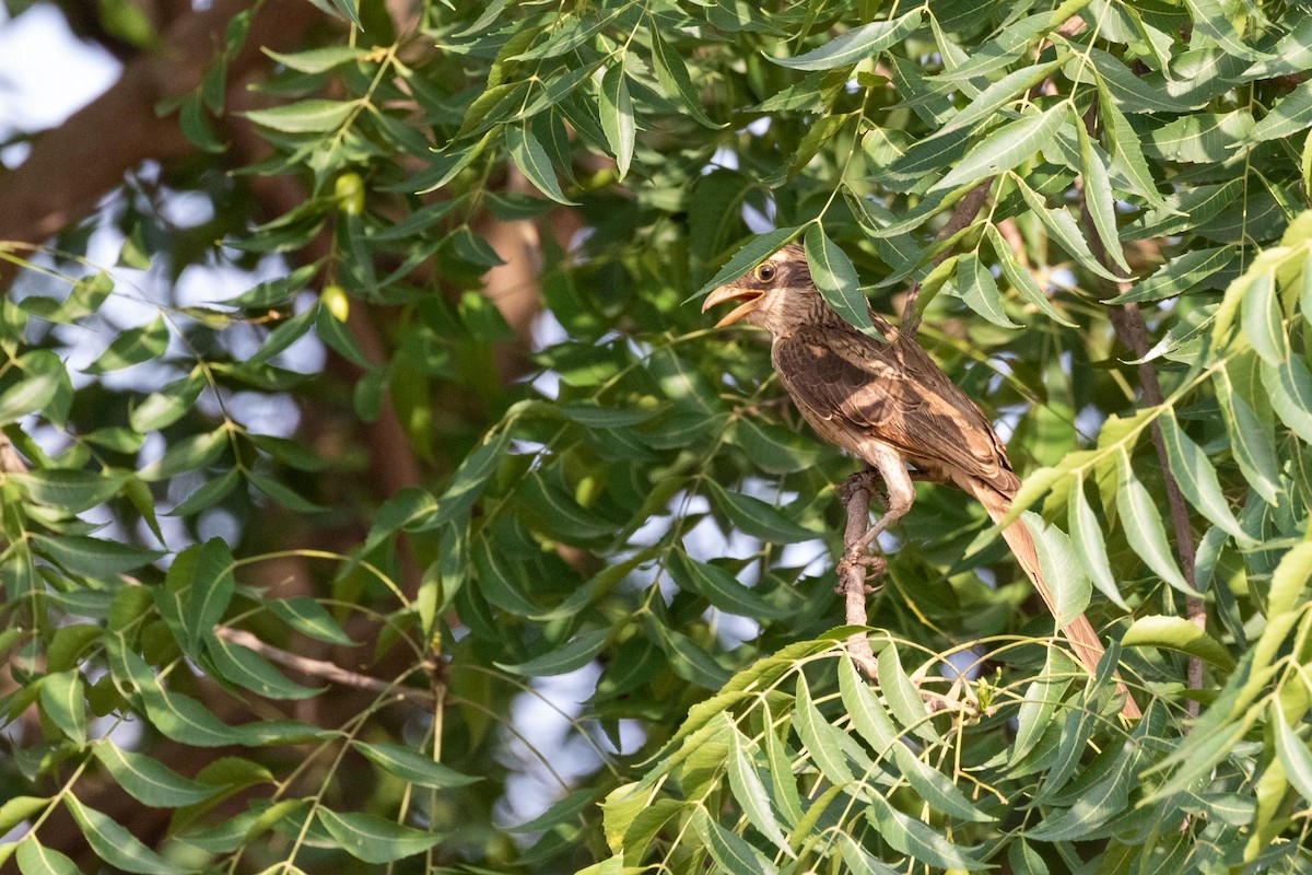 Yellow-billed Shrike - ML325487201