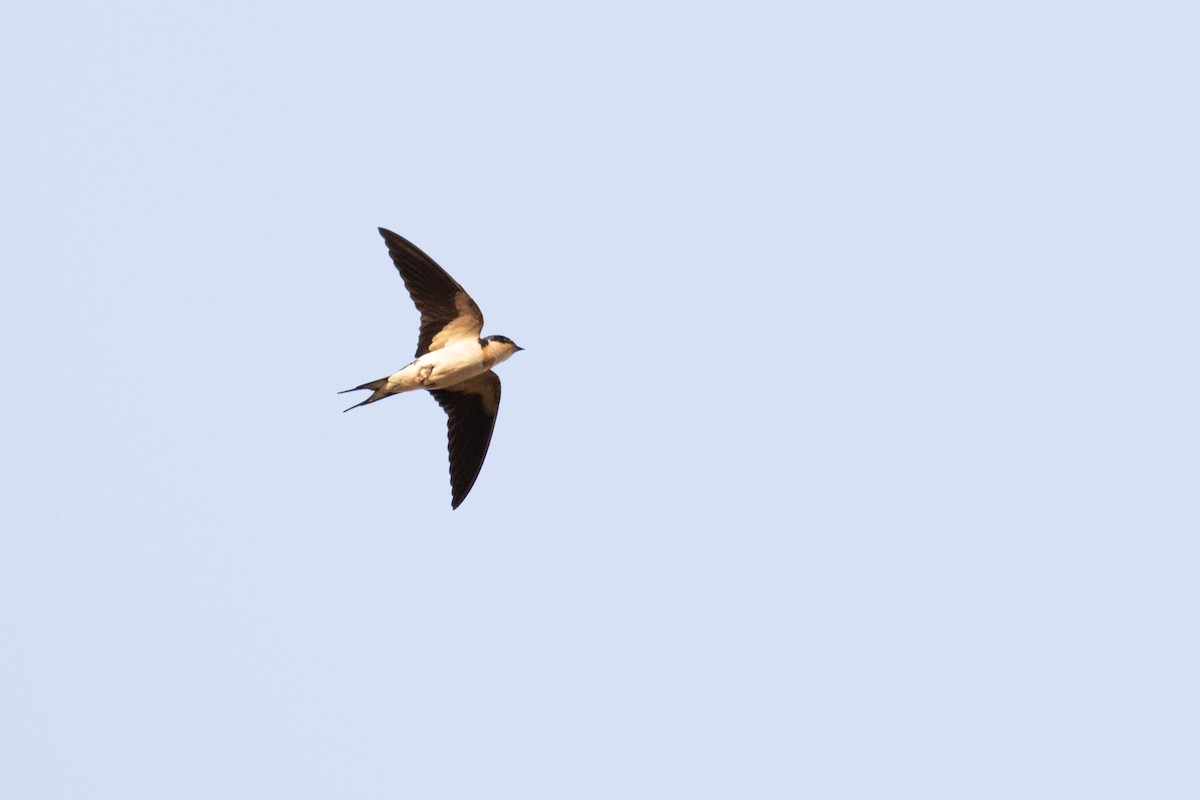 Ethiopian Swallow - Vincent Romera