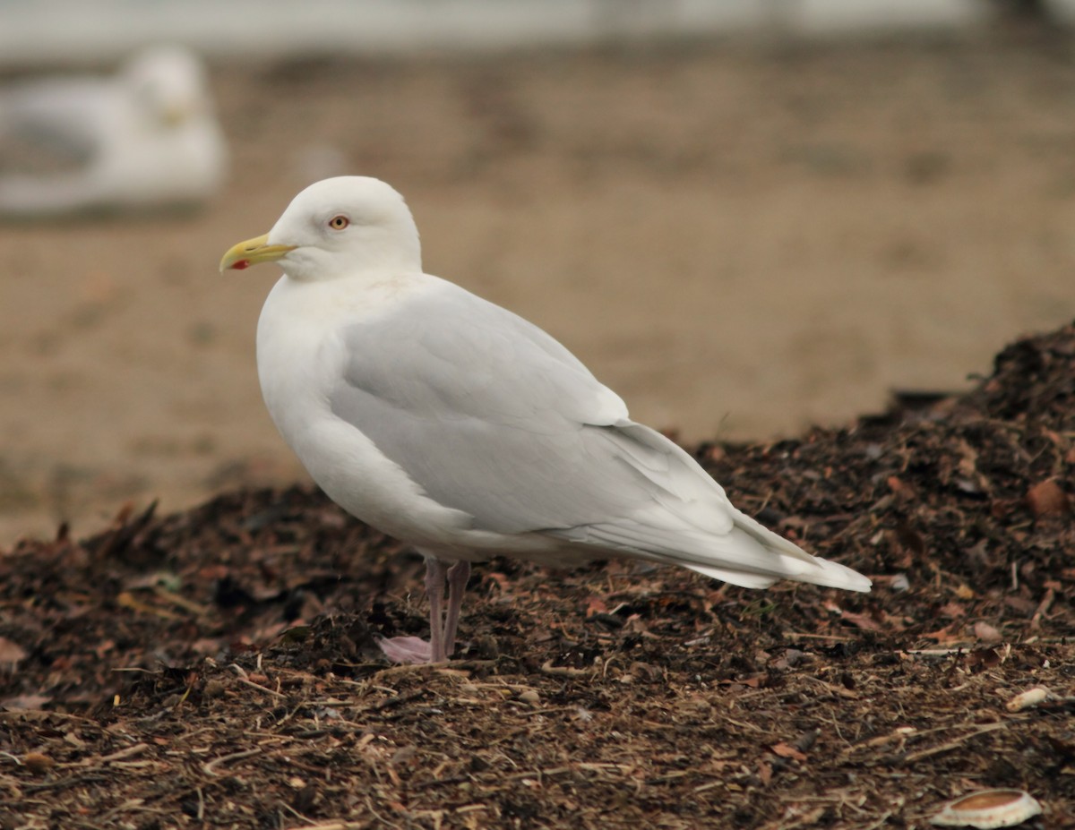 Iceland Gull (kumlieni) - ML325488011