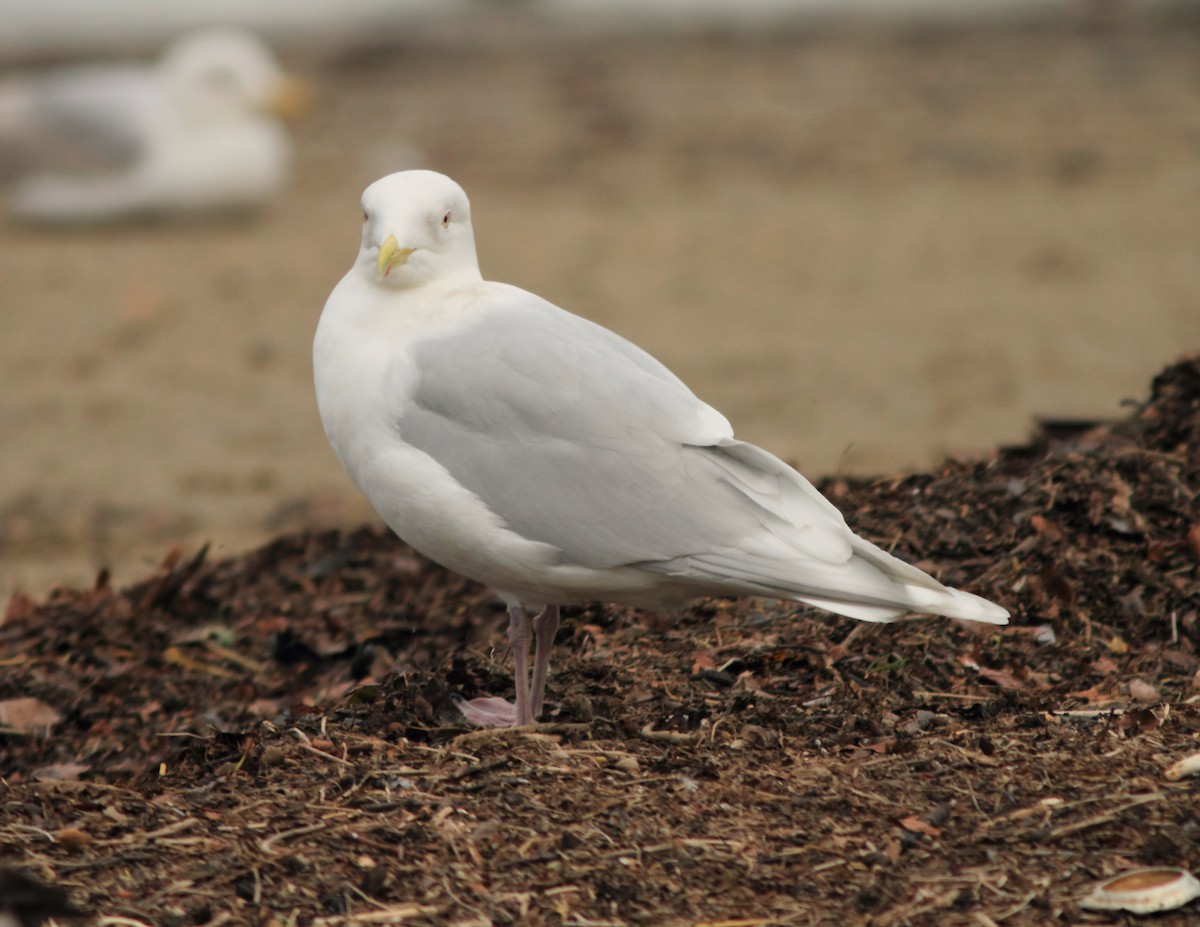 Iceland Gull (kumlieni) - ML325488031