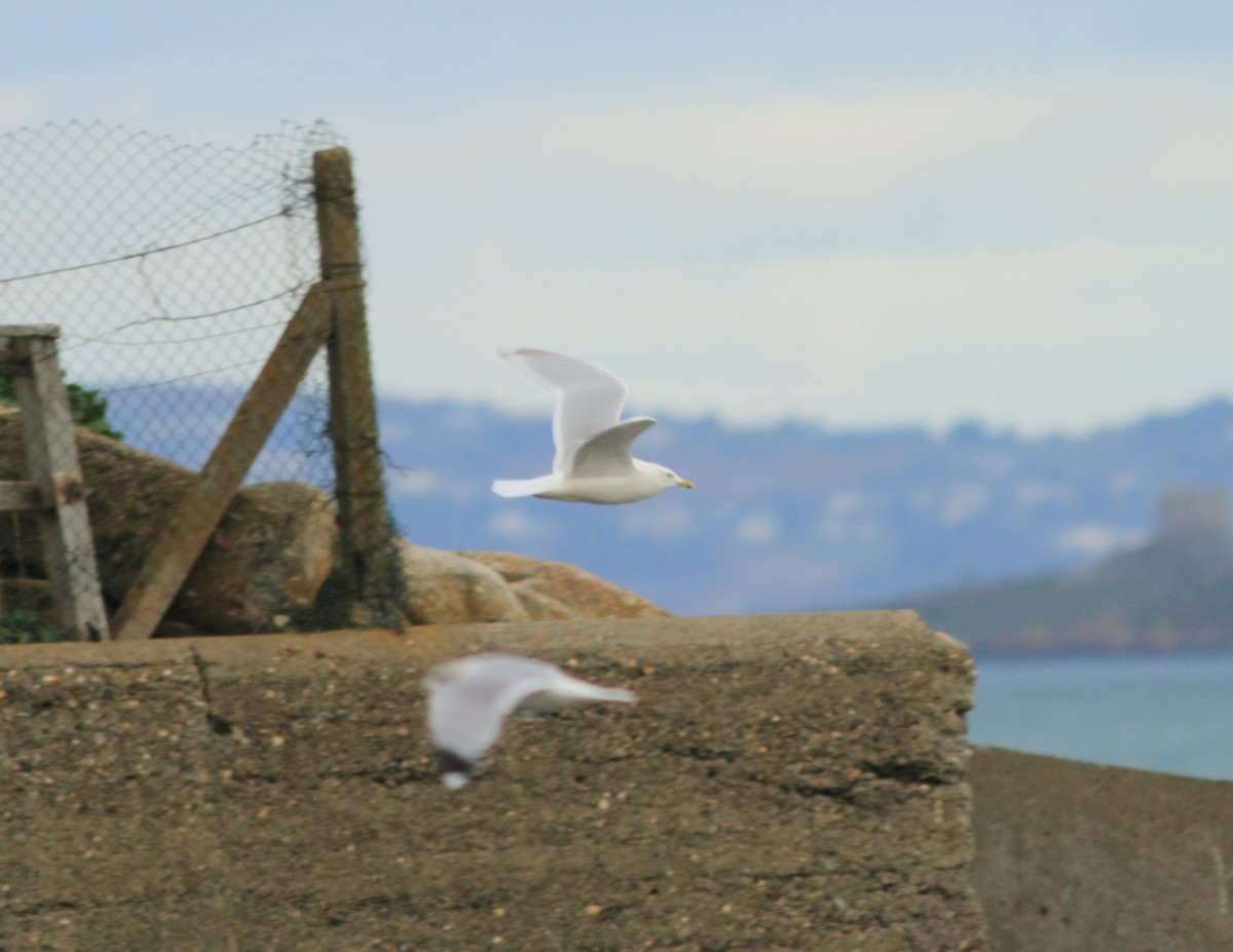 Iceland Gull (kumlieni) - ML325488041