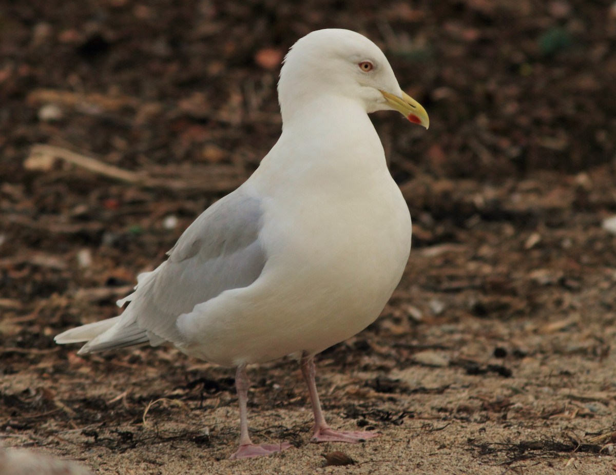 Iceland Gull (kumlieni) - ML325488101