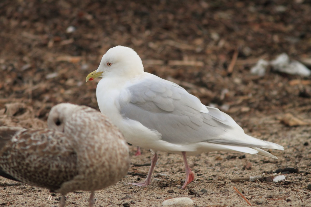 Iceland Gull (kumlieni) - ML325488121