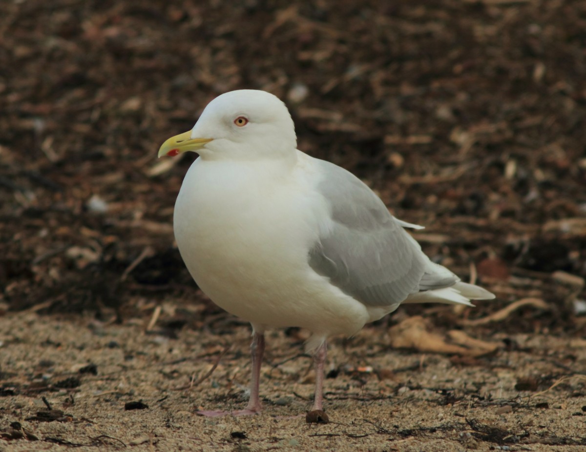 Iceland Gull (kumlieni) - ML325488131