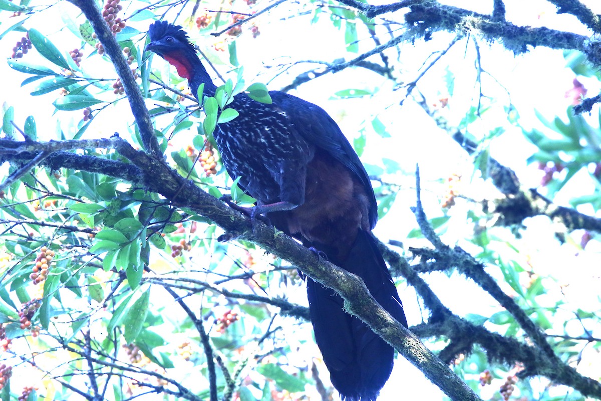 Crested Guan - Michael Blust