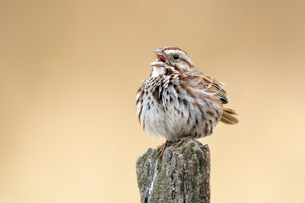 Song Sparrow - ML325489791