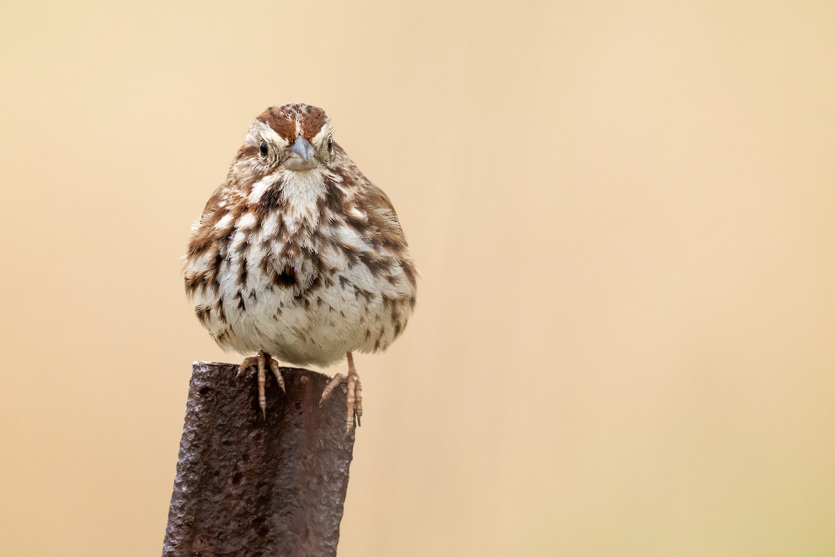 Song Sparrow - ML325489811