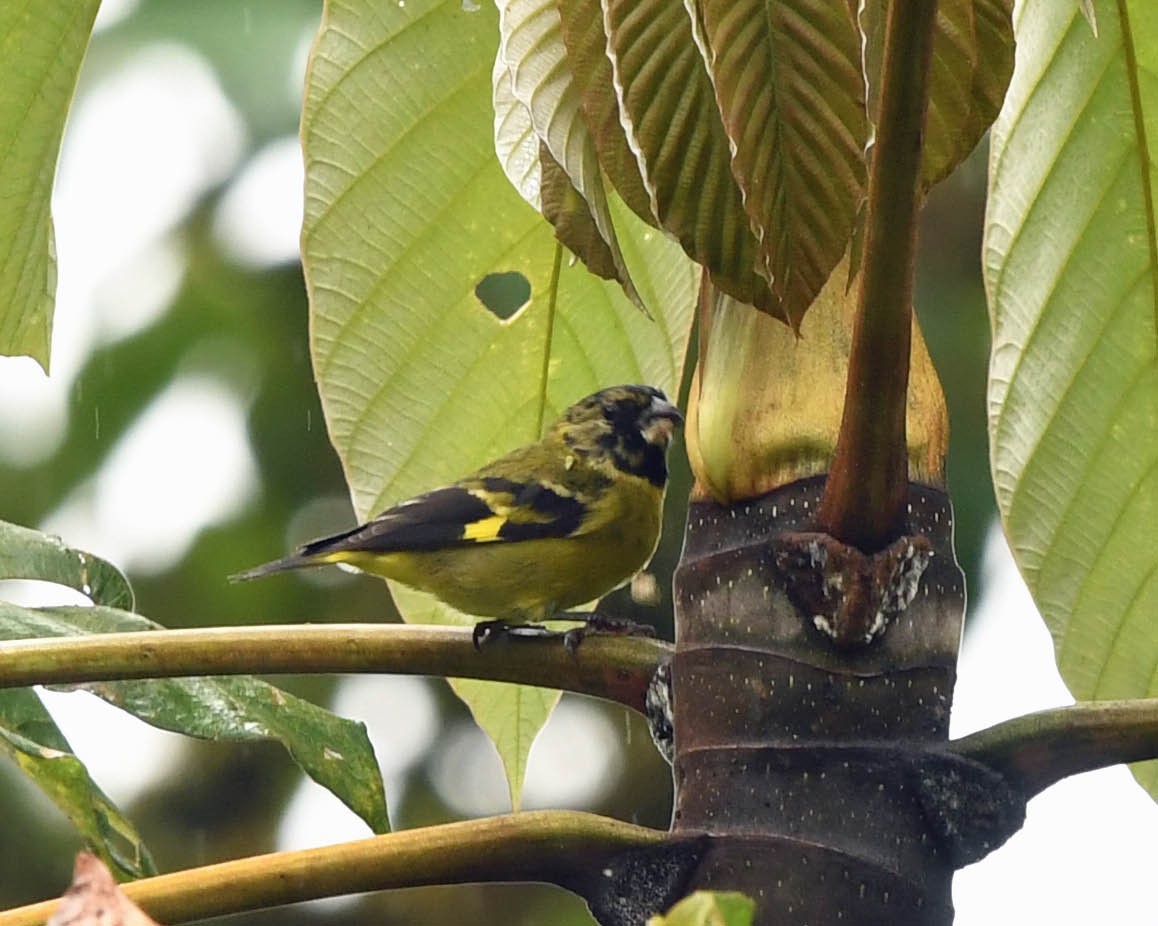 Olivaceous Siskin - ML325491631