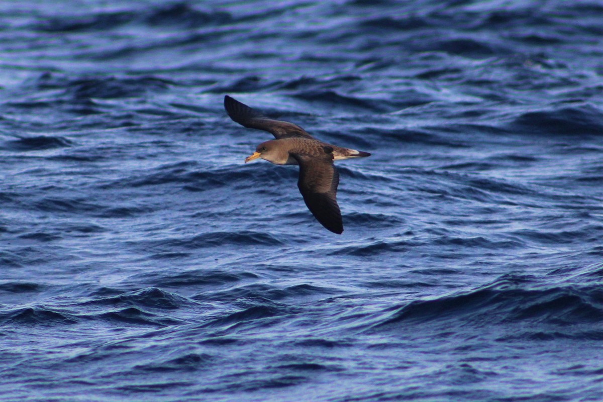 Cory's Shearwater - ML325492751