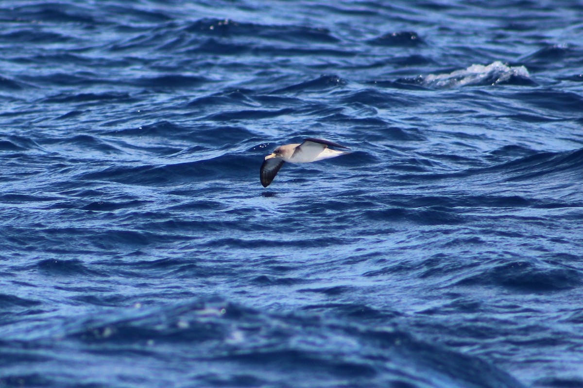 Cory's Shearwater - Fredi Delgado