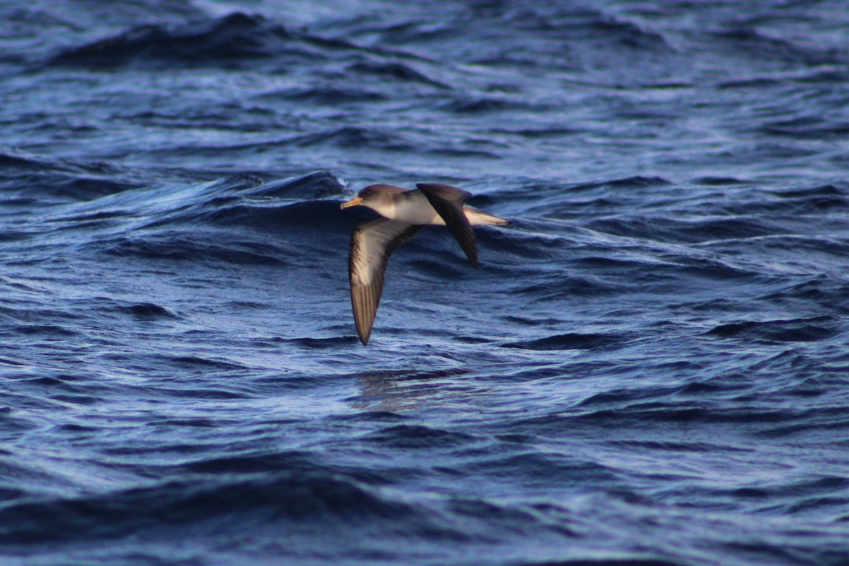 Cory's Shearwater - ML325492771