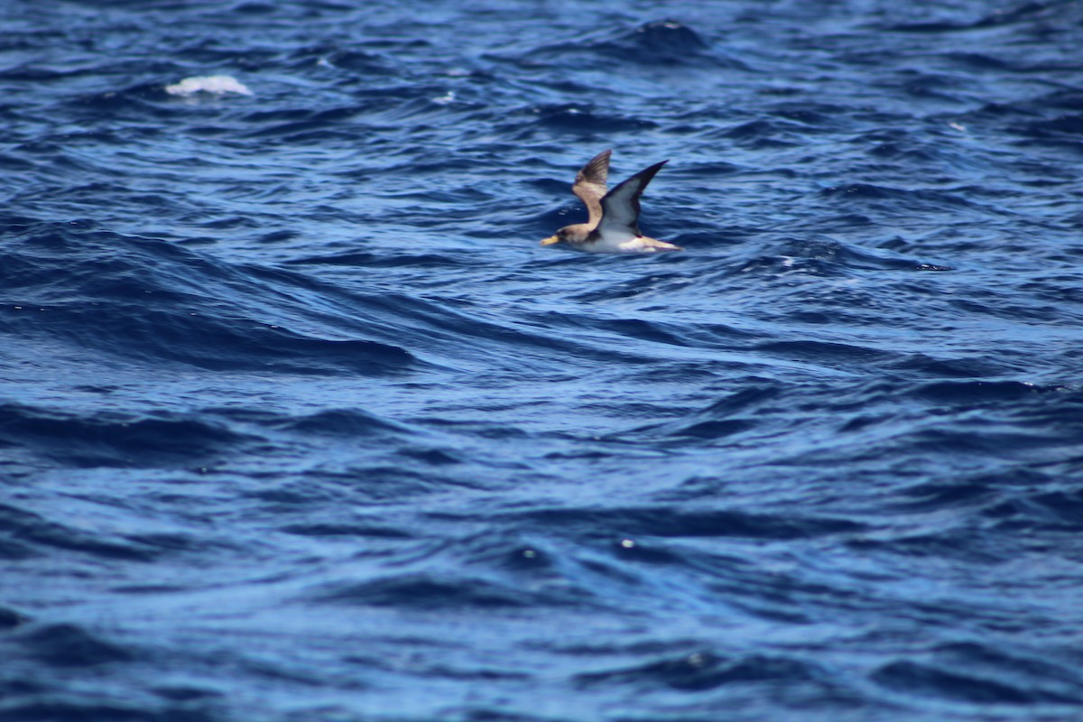 Cory's Shearwater - ML325492801