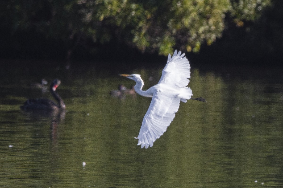 Great Egret - ML325493231