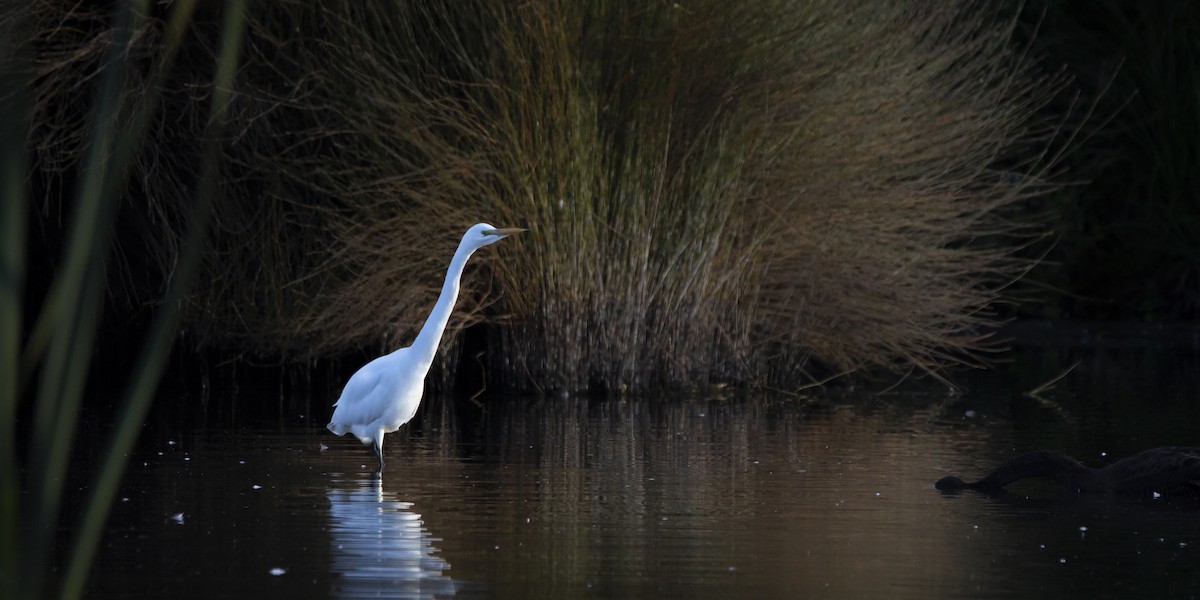 Great Egret - ML325493241