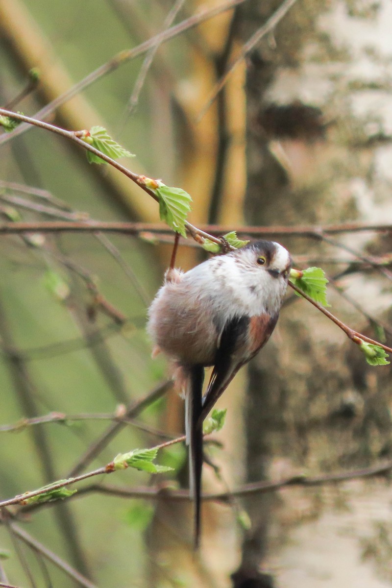 Long-tailed Tit - ML325494821