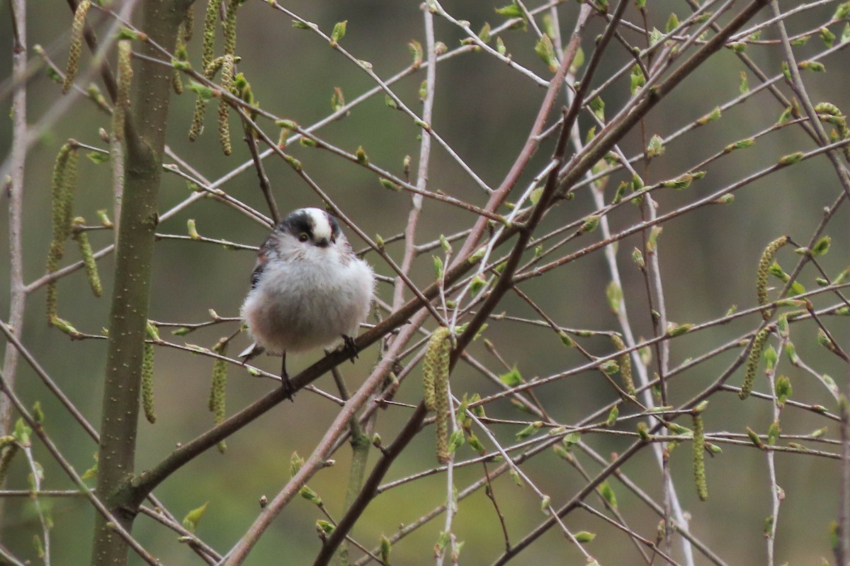 Long-tailed Tit - ML325494831