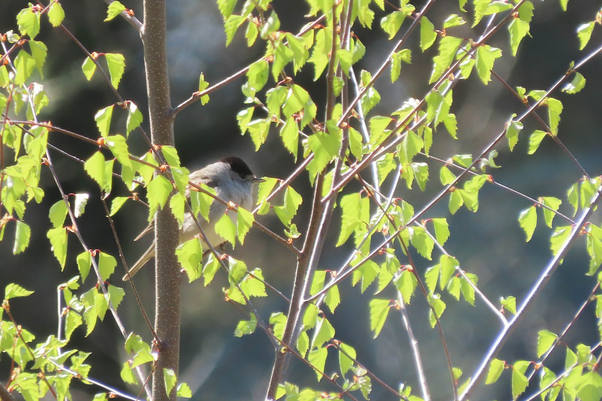 Eurasian Blackcap - ML325494851