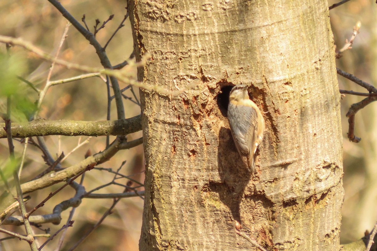 Eurasian Nuthatch - ML325494891