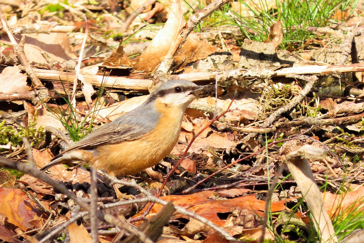 Eurasian Nuthatch - ML325494901