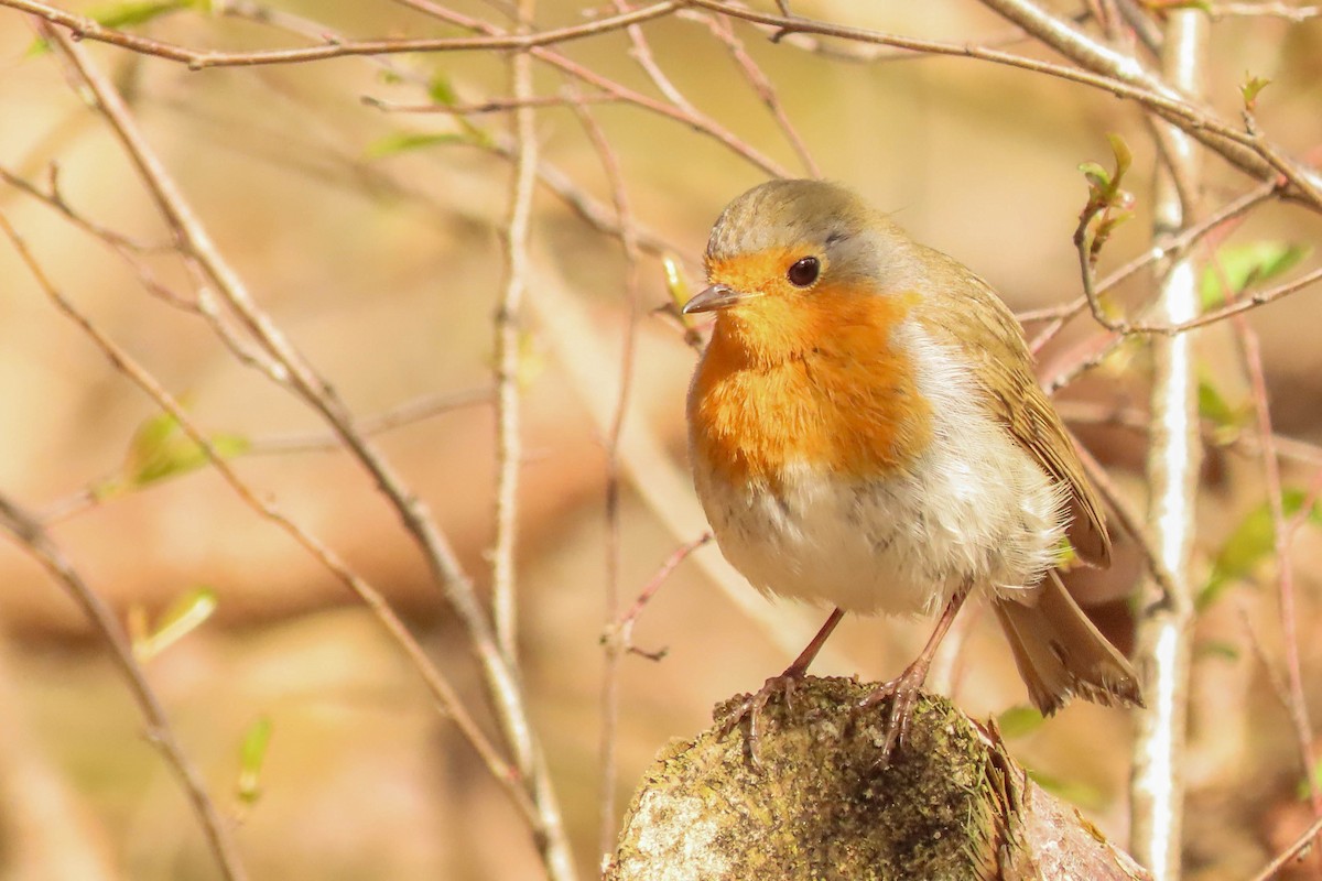 European Robin - ML325494911