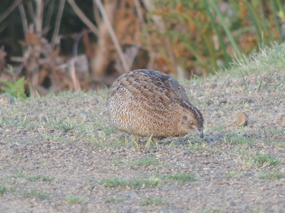 Brown Quail - ML325497801