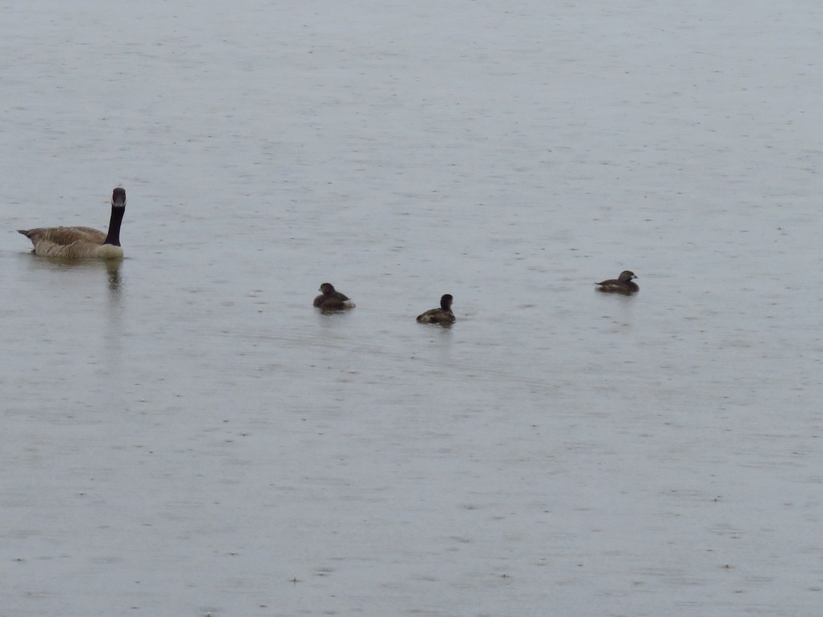 Pied-billed Grebe - ML325497941