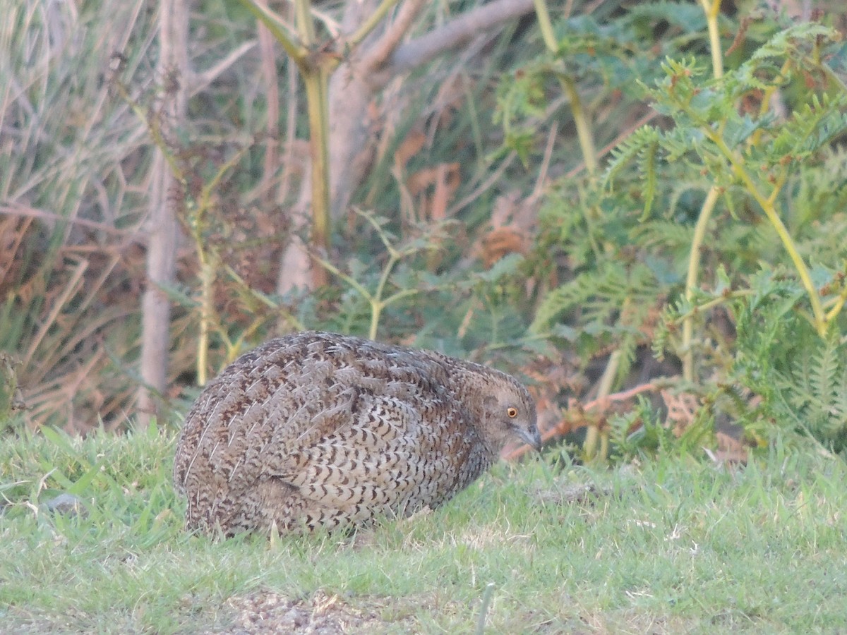 Brown Quail - ML325498601